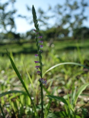 Spiranthes sinensis
