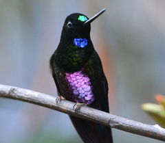 Coeligena helianthea