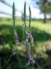 Spiranthes sinensis