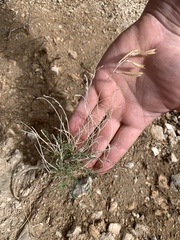 Astragalus remotus