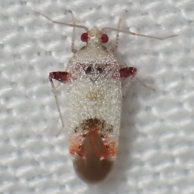 Parthenicus micans