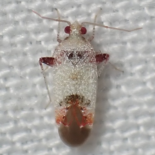 Parthenicus micans