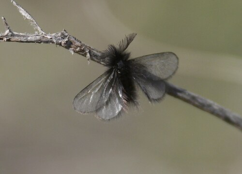 Ptilocephala plumifera