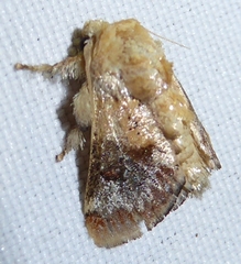 Nirmides basalis