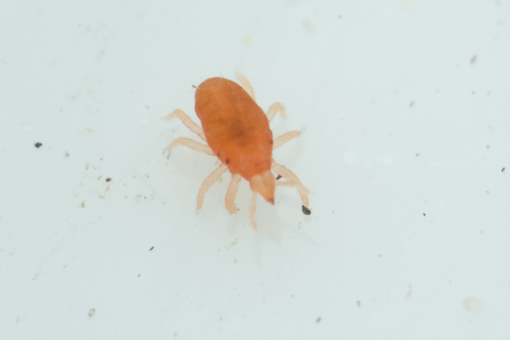 Snout mite