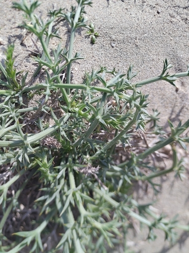 Spinose Pickling Herb (Echinophora spinosa)