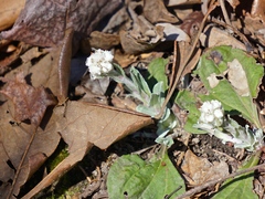 Antennaria plantaginifolia