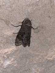 Prionoxystus macmurtrei