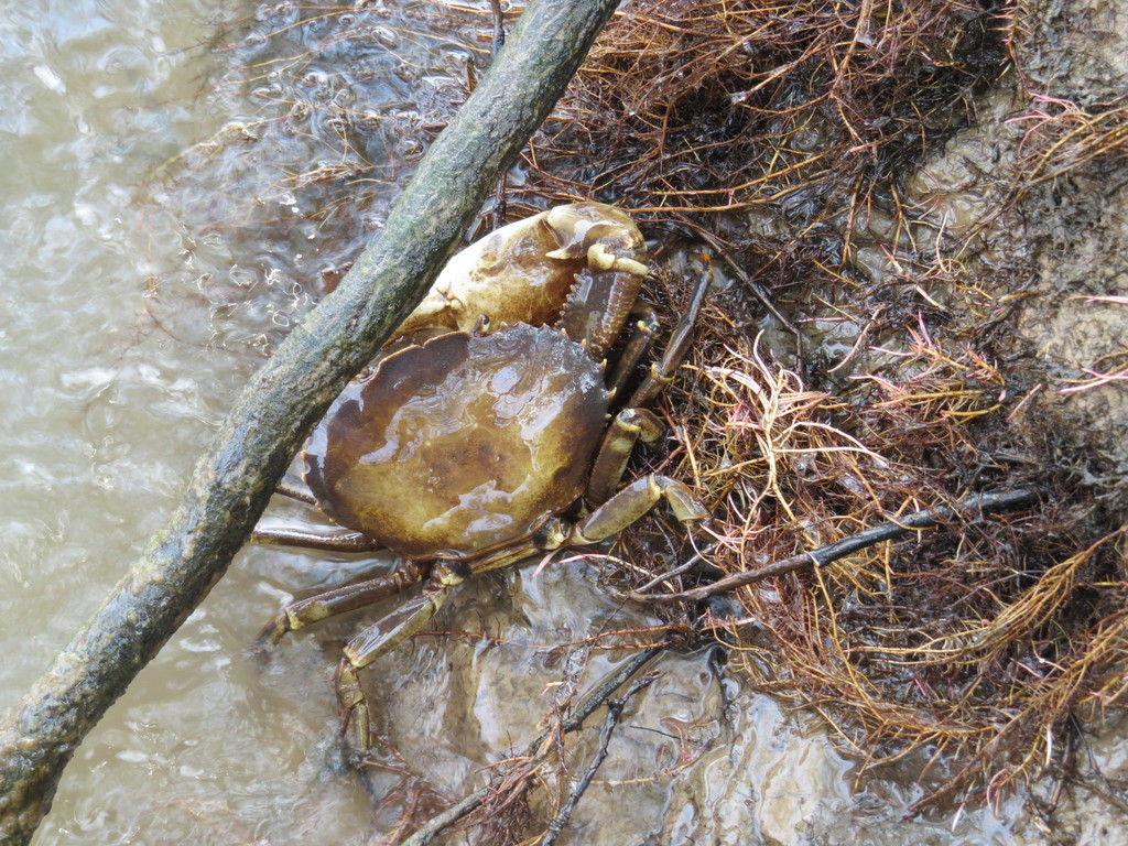 Potamocarcinus armatus
