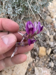 Astragalus mohavensis