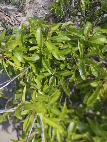 Almond Tree (Prunus amygdalus)