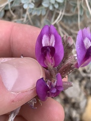Astragalus mohavensis