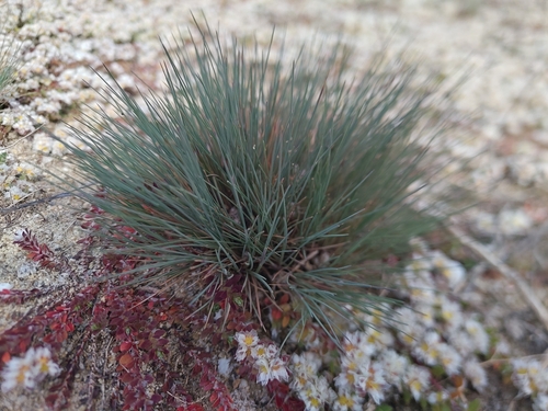 Gray Hairgrass (Corynephorus canescens)