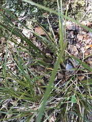Carex uncinata
