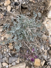 Astragalus mohavensis