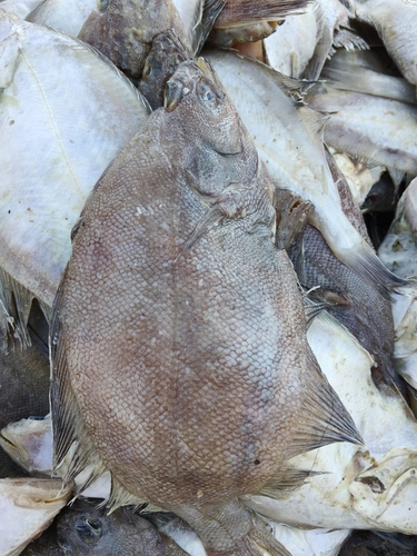 Sohachi-bot (Cleisthenes herzensteini) — Pleuronectidae — 5