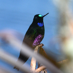 Coeligena helianthea