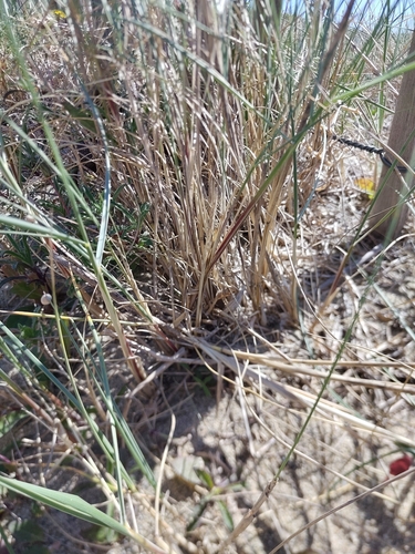 Sand Couch-grass (Elymus farctus)