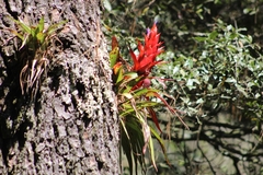 Tillandsia imperialis