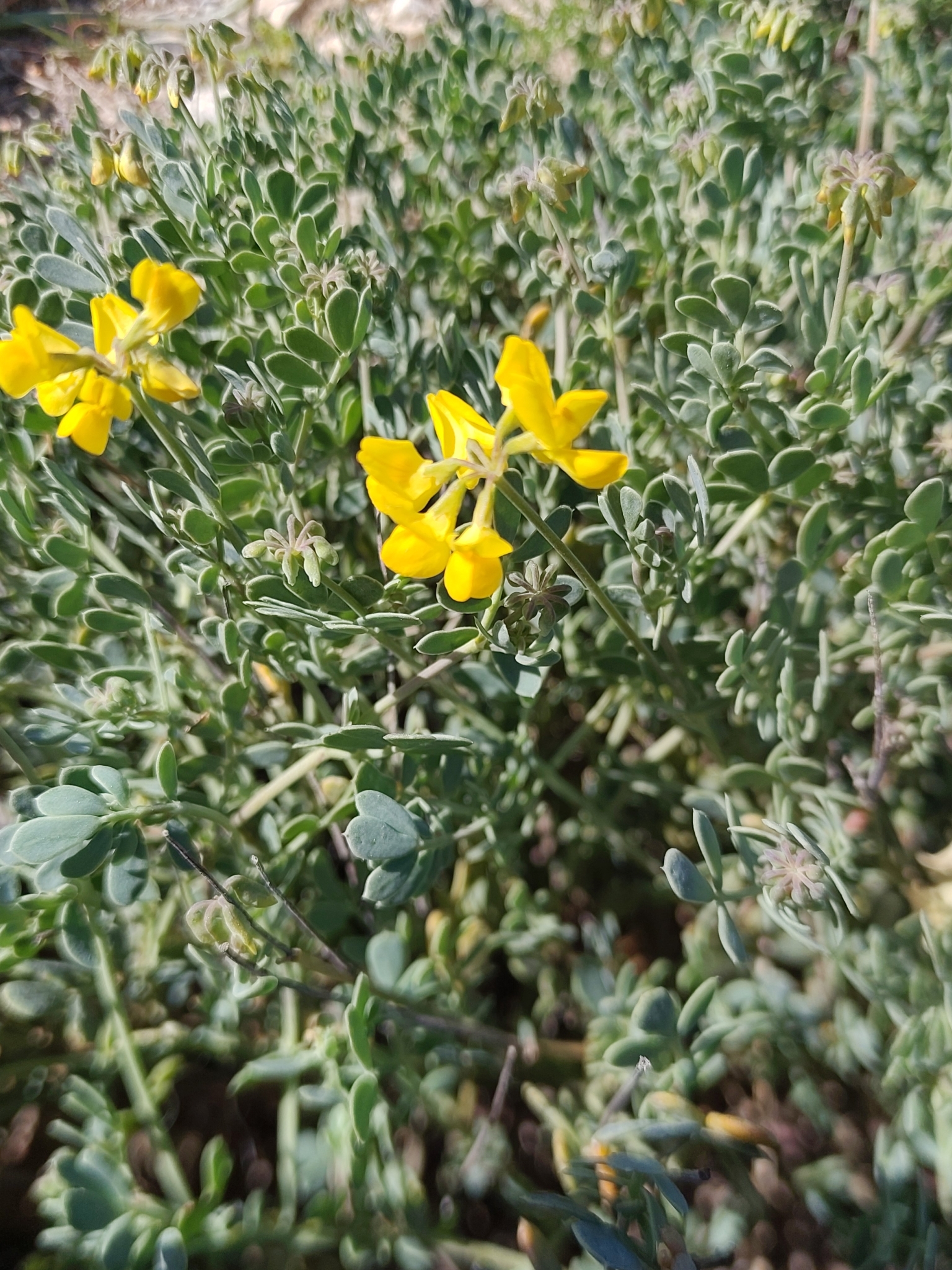 Dwarf Senna (Coronilla minima)