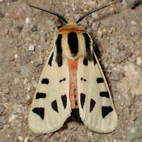 Mexican Tiger Moth photo 2