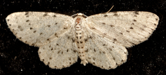 Glena cribrataria
