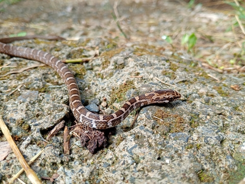 Salmon-bellied Racer