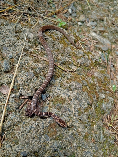Salmon-bellied Racer