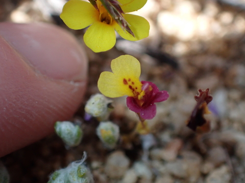 Kelso Creek monkeyflower (Erythranthe shevockii)