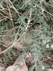 Astragalus remotus
