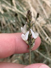 Astragalus remotus