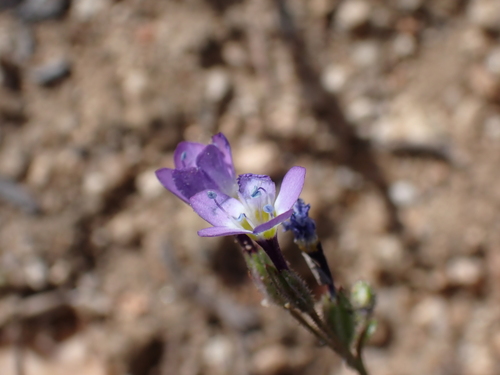 Nevada gilia (Gilia brecciarum)