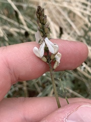 Astragalus remotus