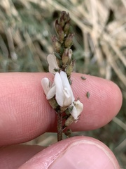 Astragalus remotus