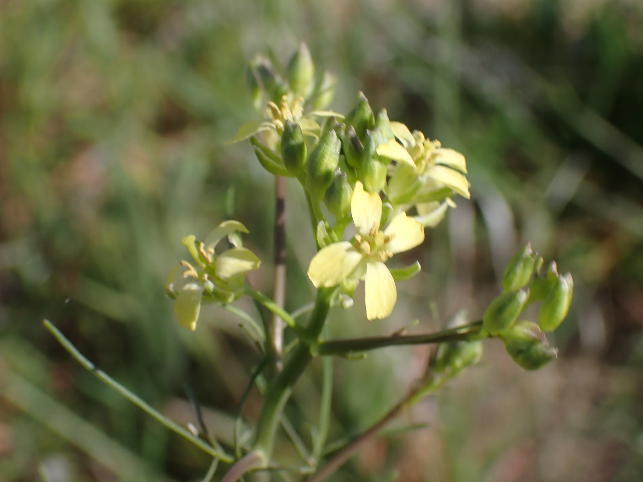 Tall Tumblemustard (Sisymbrium altissimum)