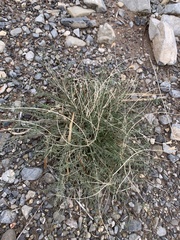 Astragalus remotus