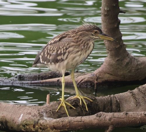 iNaturalist: (c) Ben Zerante, some rights reserved (CC BY-NC), uploaded by Ben Zerante iNaturalist image