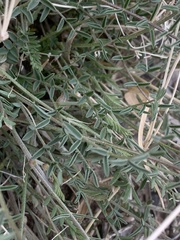 Astragalus remotus