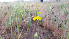 Chaenactis glabriuscula