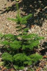 Abies sachalinensis