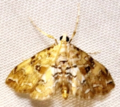 Elophila faulalis