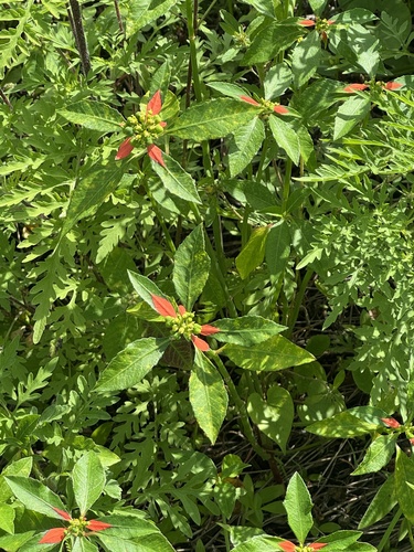 painted leaf (Euphorbia cyathophora)