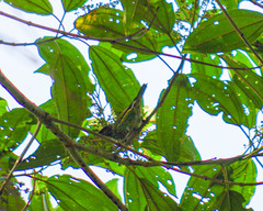 Ixothraupis punctata