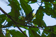 Ixothraupis punctata