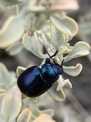 Chrysolina schaefferi