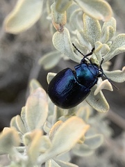 Chrysolina schaefferi