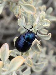 Chrysolina schaefferi
