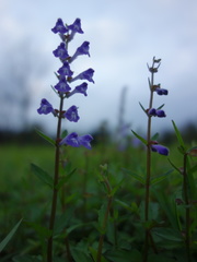 Scutellaria barbata