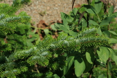 Abies sachalinensis
