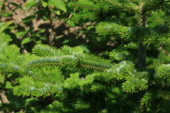 Abies sachalinensis